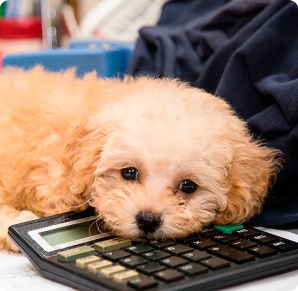 Contabilidade para Clínicas Veterinárias e Pet Shop em Mogi das Cruzes