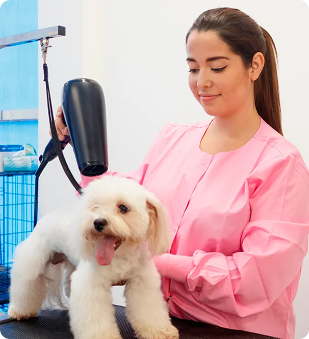 Contabilidade para Clínicas Veterinárias e Pet Shop em Mogi das Cruzes