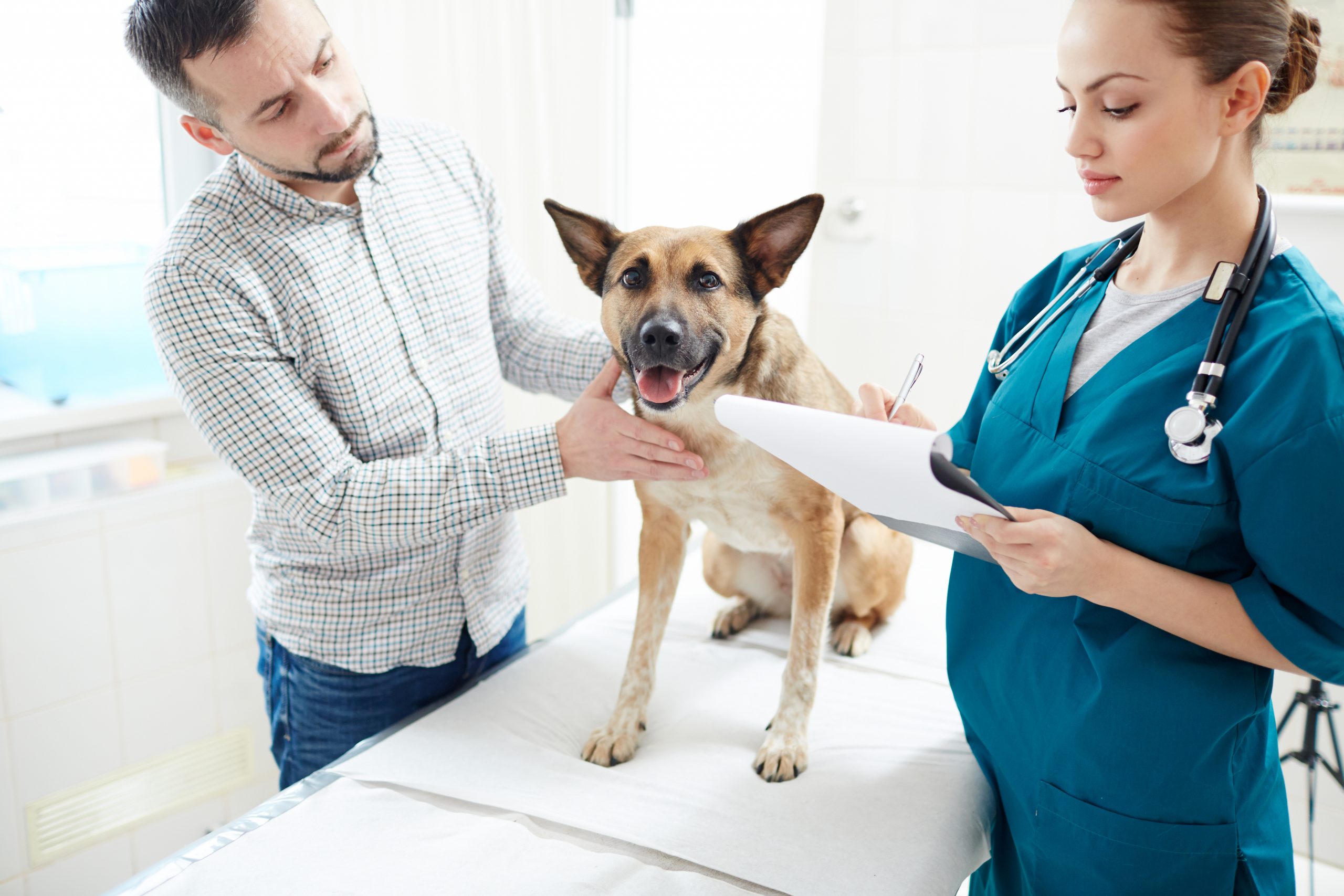 Entenda as vantagens da Antecipação de Recebíveis para sua Clínica Veterinária e Pet shop