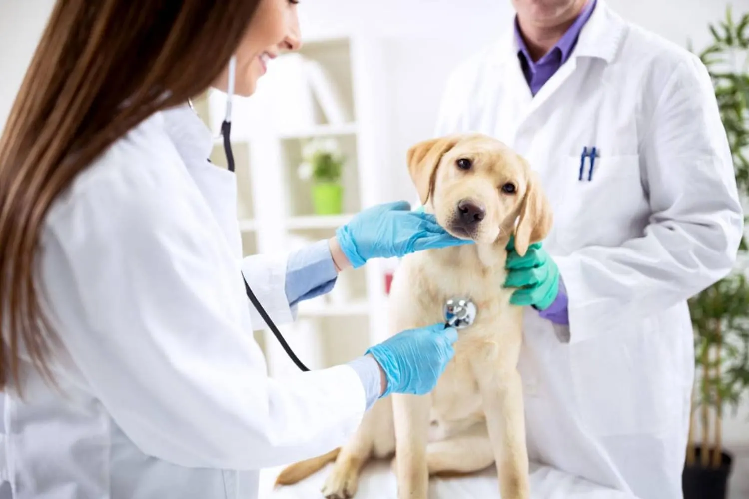 Os 5 Erros Mais Comuns De Controle Financeiro Em Clínicas Veterinárias E Como Corrigi Los - Contabilidade em Mogi das Cruzes - SP | Pontual Contabilidade