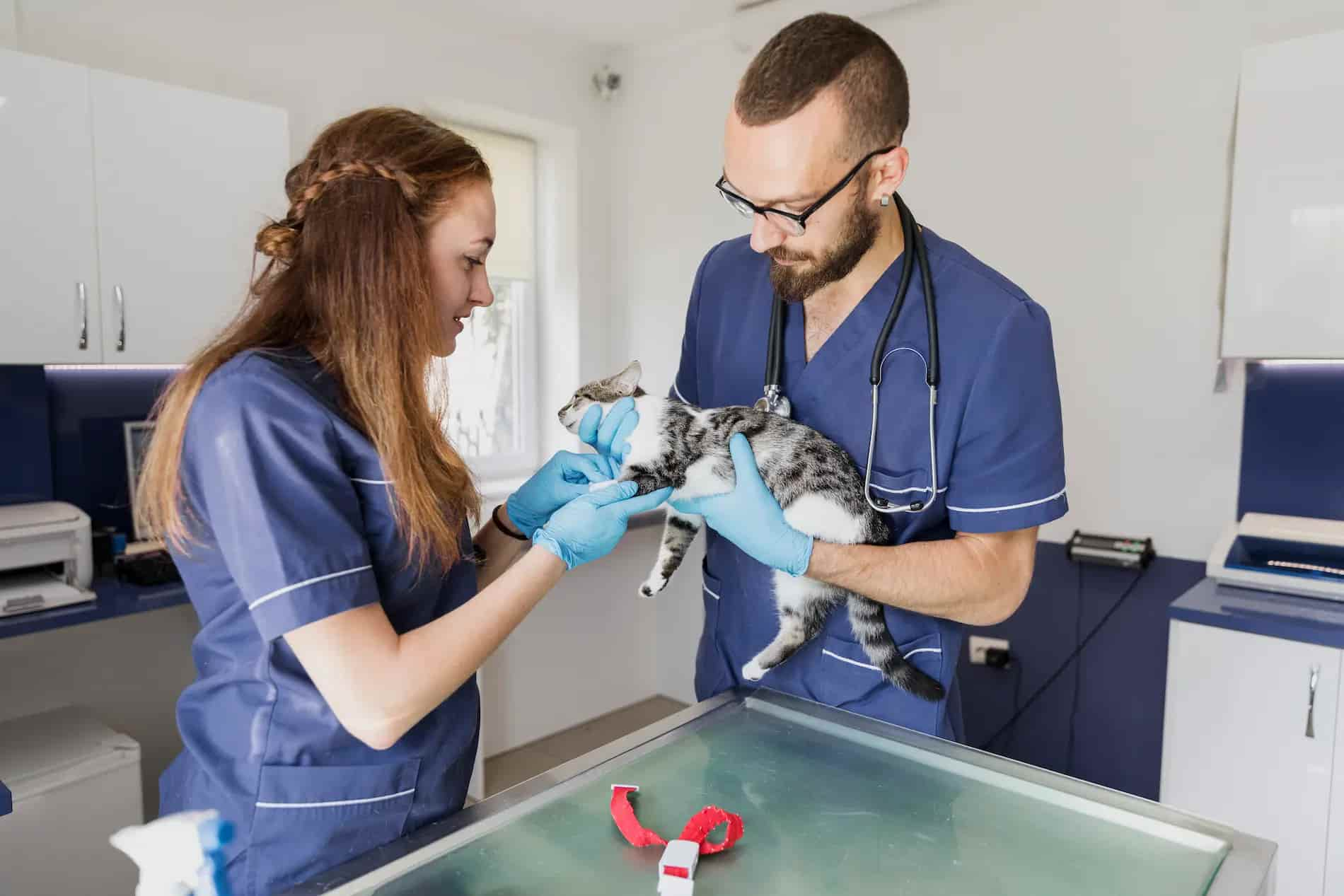 Cnpj Clínica Veterinária - Contabilidade em Mogi das Cruzes - SP | Pontual Contabilidade