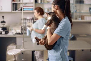 Redução Tributária Em Clínicas Veterinárias - Contabilidade em Mogi das Cruzes - SP | Pontual Contabilidade